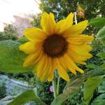 Annasae Profile Picture