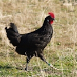 Mario De Lalama Profile Picture